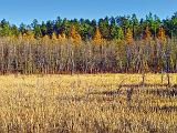 Canadian Shield Scene_DSCF03028